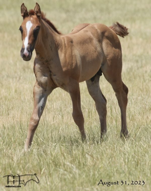 Twice As Drifty MA's 2023 Dun Colt